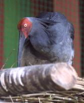 Ibis Mei Mei lays 1st egg of year